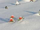Grudzień 2010 - Cmentarz w zimie
