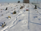 Cmentarz w styczniu 2012 roku
